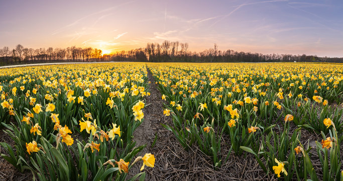 Colorful blooming flower field with yellow Narcissus or daffodil during sunset.