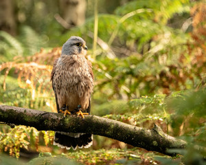 Birds of Prey Event - Kestrel sitting on branch in the forest