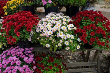 Chrysanthemums