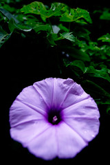 Violet Flower on Wall