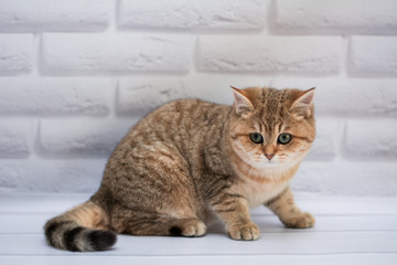 kitten cat Scottish straight, loose fluffy, animal munchkin