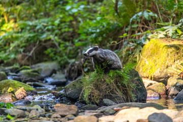Naklejka na ściany i meble Badger in forest, animal in nature habitat, Germany, Europe. Wild Badger, Meles meles, animal in the wood. Mammal in environment, rainy day.