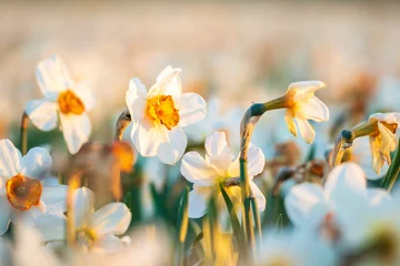  Colorful blooming flower field with white Narcissus or daffodil closeup during sunset. © Sander Meertins