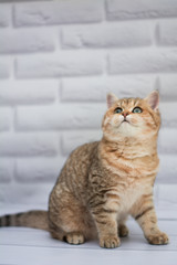 kitten cat Scottish straight, loose fluffy, animal munchkin