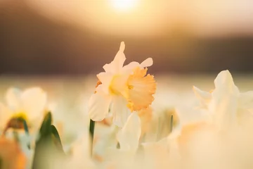 Fotobehang Kleurrijk bloeiend bloemveld met witte narcissen of narcissen close-up tijdens zonsondergang. © Sander Meertins