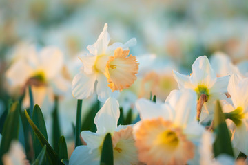 Colorful blooming flower field with white Narcissus or daffodil closeup during sunset.
