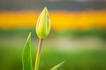 Foto op Canvas Colorful blooming flower field with yellow Narcissus or daffodil closeup during sunset. © Sander Meertins