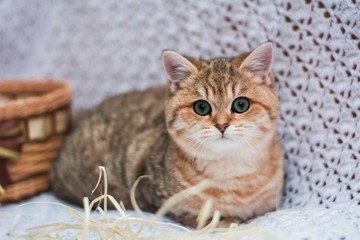 kitten cat Scottish straight, loose fluffy, animal munchkin