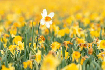 Colorful blooming flower field with yellow Narcissus or daffodil closeup during sunset.