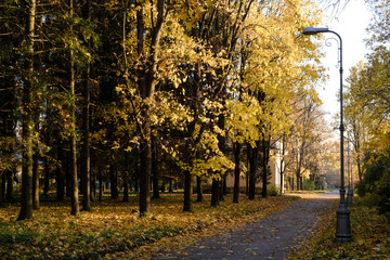 Road with fallen leaves and lanterns through an autumn Pulkovo park illuminated by Sunbeams