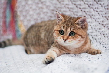 kitten cat Scottish straight, loose fluffy, animal munchkin