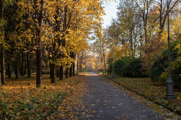 Road with fallen leaves and lanterns through an autumn Pulkovo park