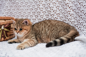 kitten cat Scottish straight, loose fluffy, animal munchkin