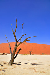 Fototapeta na wymiar Baum im Deadvlei in der Namib Wüste Namibia