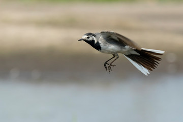 Obraz premium Closeup of a White Wagtail bird in flight