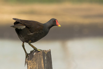 Common moorhen, Gallinula chloropus, climbing a wooden pole