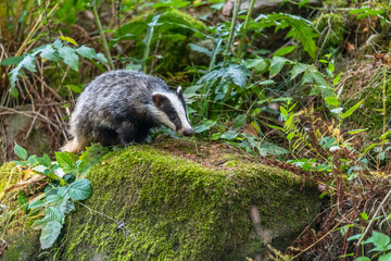 Badger in forest, animal in nature habitat, Germany, Europe. Wild Badger, Meles meles, animal in the wood. Mammal in environment, rainy day.