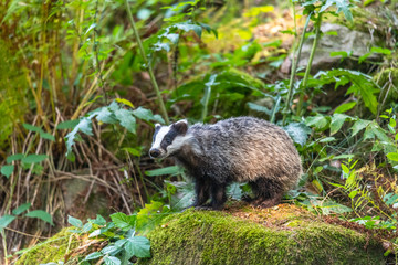 Badger in forest, animal in nature habitat, Germany, Europe. Wild Badger, Meles meles, animal in the wood. Mammal in environment, rainy day.