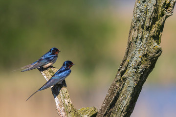 Barn Swallow bird (Hirundo rustica) perched on a wooden log during Springtime.