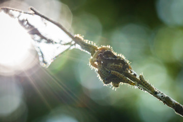 Closeup of a pest larvae caterpillars of the Yponomeutidae family or ermine moths, formed communal webs around a tree.