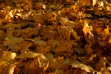 Close-up view of fallen maple leaves in the Autumn park
