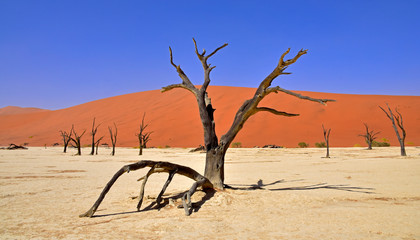 Baum im Deadvlei in der Namib Wüste Namibia