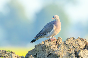 Close-up of a wood pigeon bird, columba palumbus, posing and preening