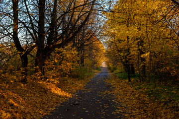 Road with fallen leaves through an autumn Pulkovo park