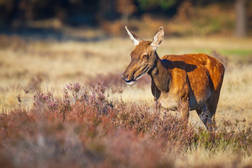 Female Red Deer doe or hind, Cervus elaphus