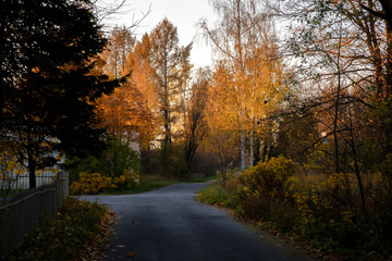 View of the road at sunset with fallen leaves through an autumn Pulkovo park