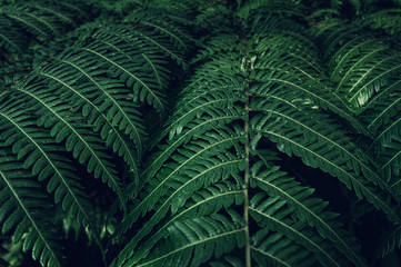 Fern backround. Green fern leaves in the forest close up