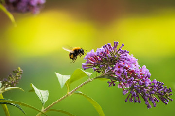 Common carder bee, Bombus pascuorum, pollination on purple butterflybush