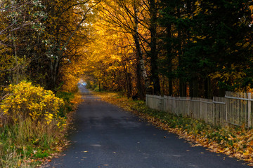 Naklejka premium Road leading into the distance with fallen leaves through an autumn Pulkovo park