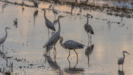 Garzas reales, garcetas y gaviotas en la Albufera de Valencia