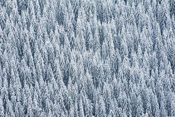 Fresh soft snow and a pine-tree forest as a background
