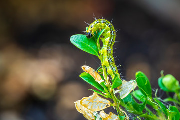 Box tree moth caterpillar, Cydalima perspectalis, closeup
