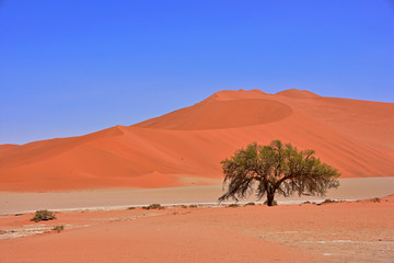 Fototapeta na wymiar Baum in der Namib Wüste Namibia