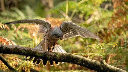  Kestrel about to take off, flaps his wings to generate lift (motion bur)