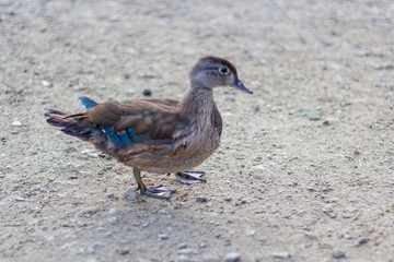 Close up of a duck on the shores of Grenadier Pond, High Park, Toronto Ontario, Canada