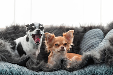 two chihuahuas on black fur 