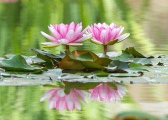 two lovely pink waterlilies with reflection on puddle of water - obrazy, fototapety, plakaty