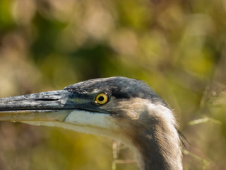 Lake Apopka Wildlife Drive