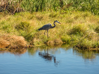 Lake Apopka Wildlife Drive