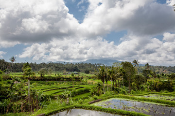 Fototapeta na wymiar Beautiful green terrace paddy fields on Bali, Indonesia