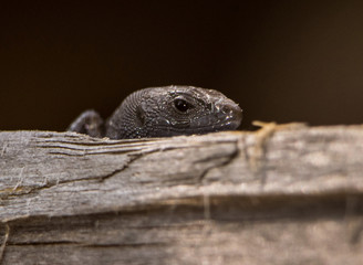 lizard on rock