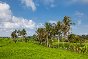 Fototapeta na wymiar Beautiful view of Balinese green rice growing on tropical field terraces