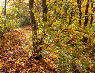 Im Herbstwald - Wanderweg