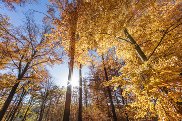 buchenwald im november