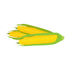 Young fresh corn on the cob on white background.