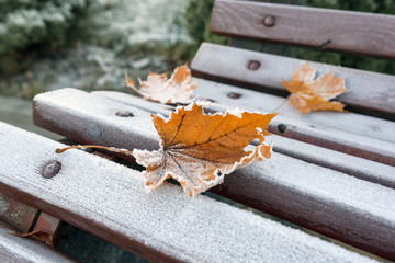 The first frosts. Covered with frost bench. Frozen autumn leaf.